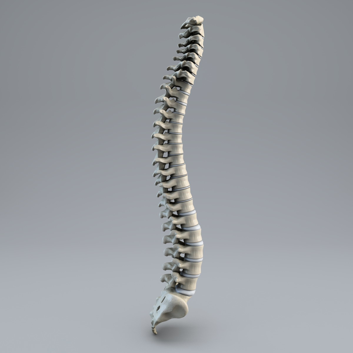 human spine 3d model