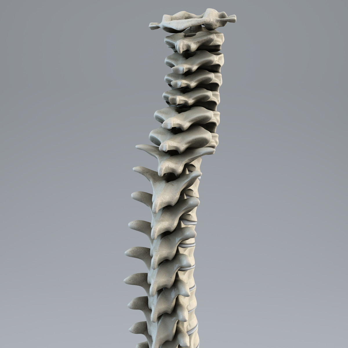 human spine 3d model