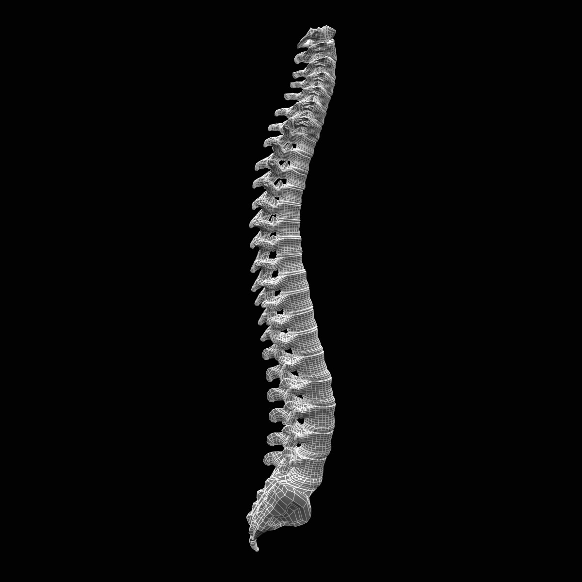 human spine 3d model