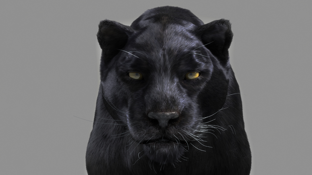 black puma cat
