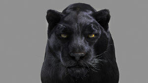 3d black panther cat