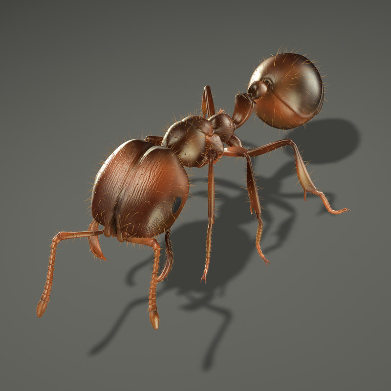 3d ant rigged model