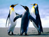 member avatar