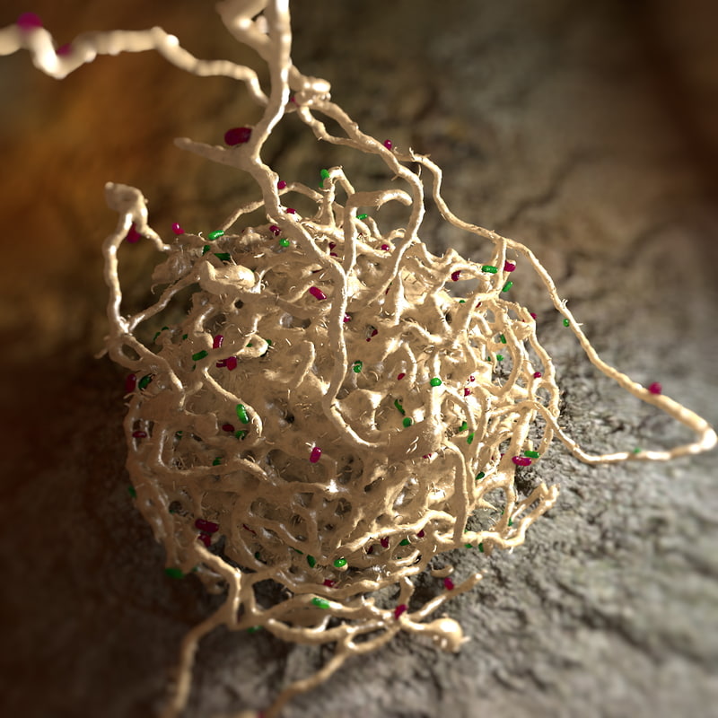 3d-model-filamentous-fungus-bacteria