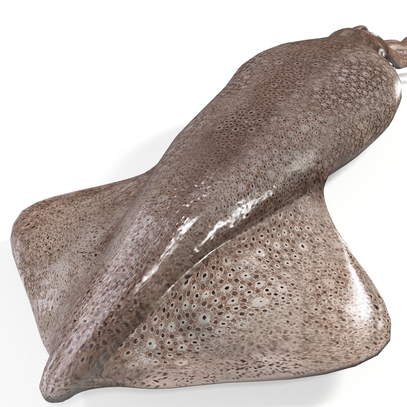 Fresh Squid 3d Model