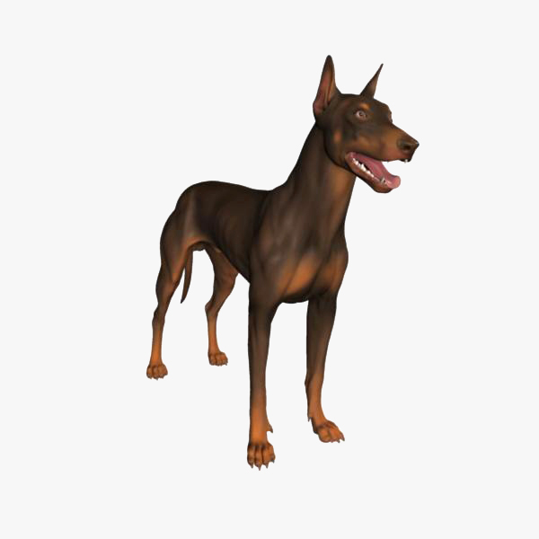 3d model doberman dog