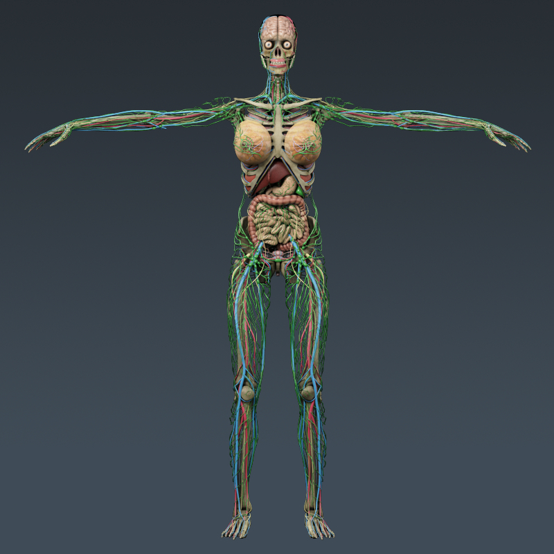 3d https://static.turbosquid.com/Preview/2014/05/12__08_40_12/CompleteAnatomies_th001.jpg50bfc347-f866-4abe-8f52-48525f7a04bfLarge.jpg