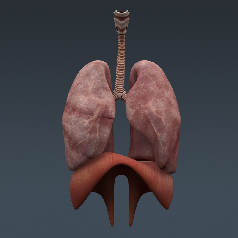 3d https://static.turbosquid.com/Preview/2014/05/12__08_40_12/CompleteAnatomies_th001.jpg50bfc347-f866-4abe-8f52-48525f7a04bfLarge.jpg