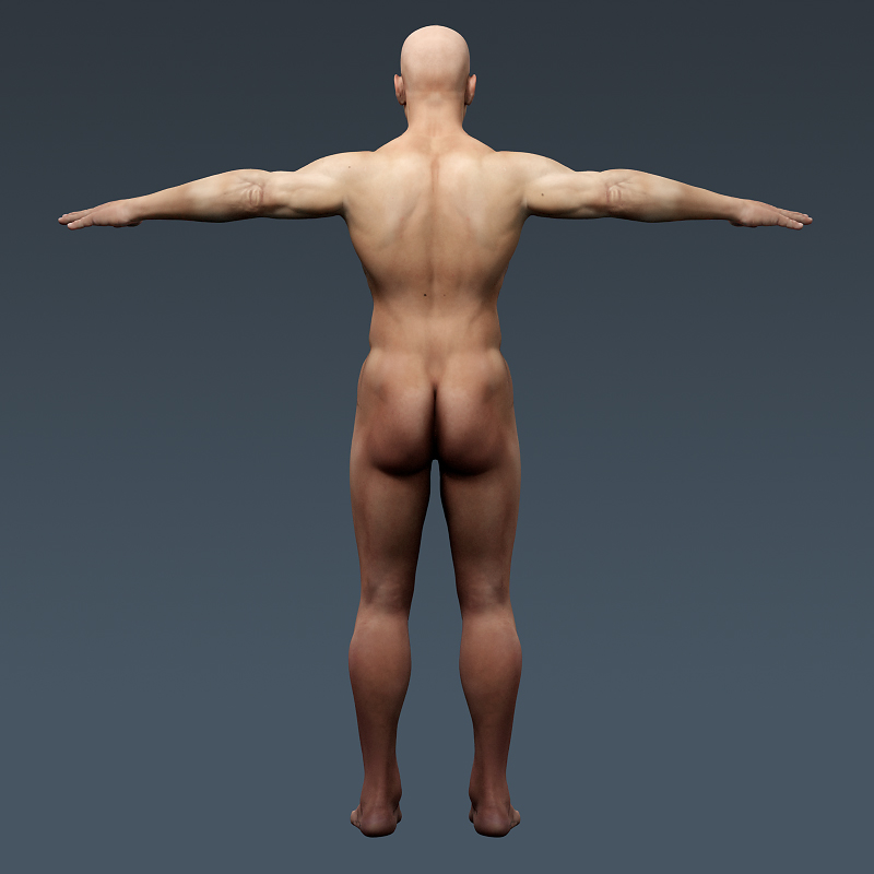 3d https://static.turbosquid.com/Preview/2014/05/12__08_40_12/CompleteAnatomies_th001.jpg50bfc347-f866-4abe-8f52-48525f7a04bfLarge.jpg