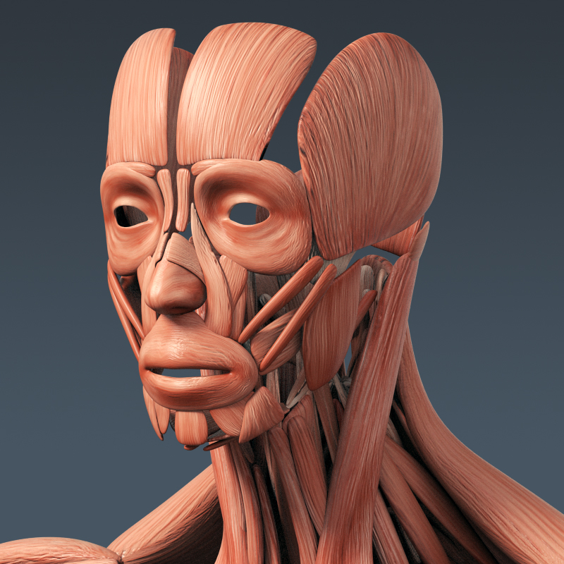 3d https://static.turbosquid.com/Preview/2014/05/12__08_40_12/CompleteAnatomies_th001.jpg50bfc347-f866-4abe-8f52-48525f7a04bfLarge.jpg