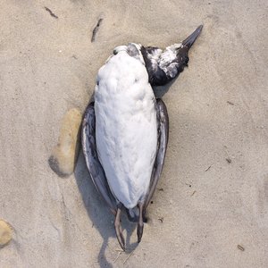 3d Dead Models Turbosquid