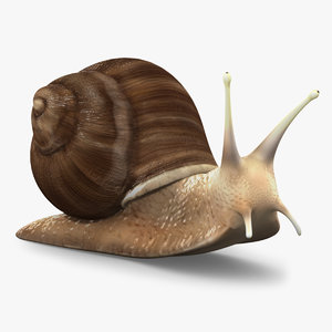 research snail obj