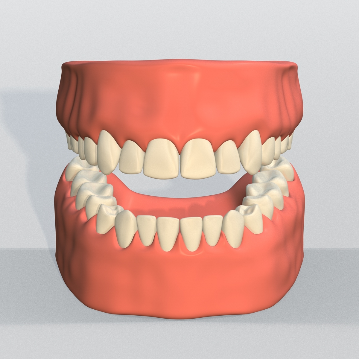 牙齿与牙龈3d模型