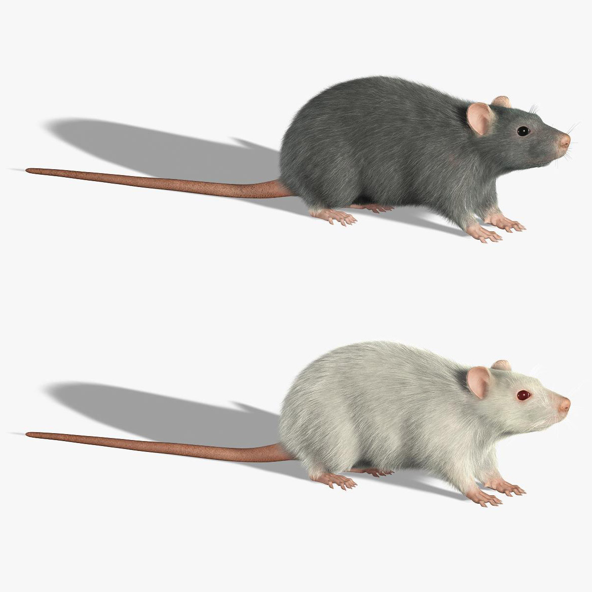 Модели мышей. Крыса 3д. Крыса 3д модель. Мышь модель. Крыса муляж.