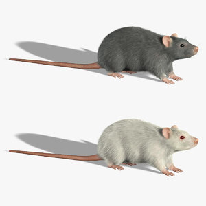 3d rats fur model