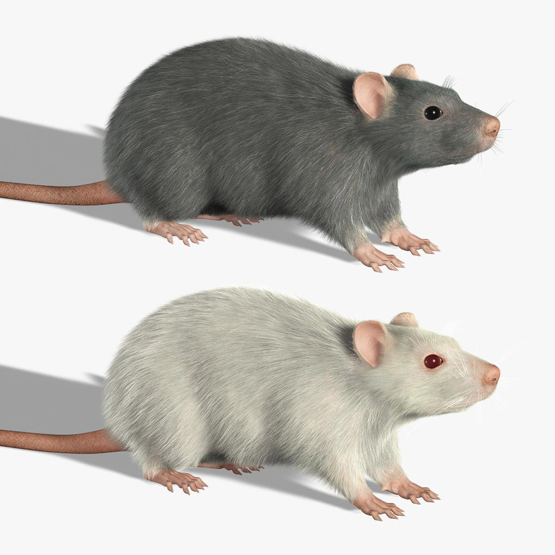 3d rats fur model