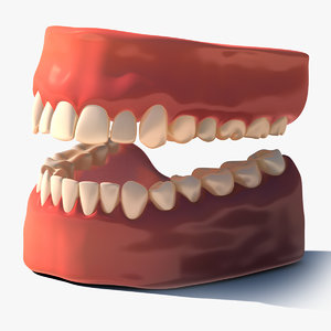 3d model human teeth gums