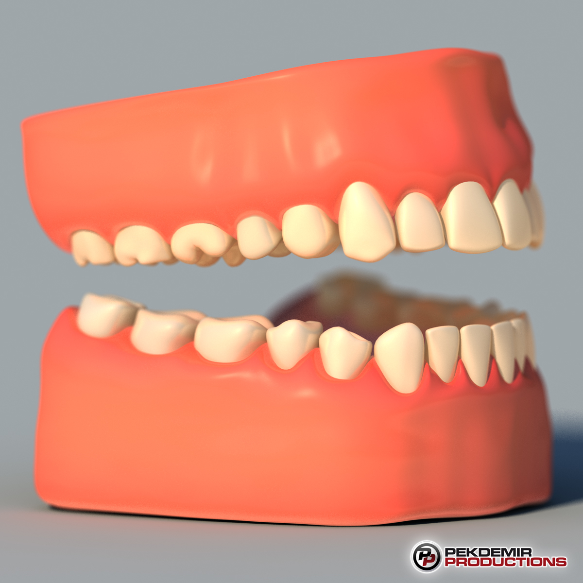 牙齿与牙龈3d模型