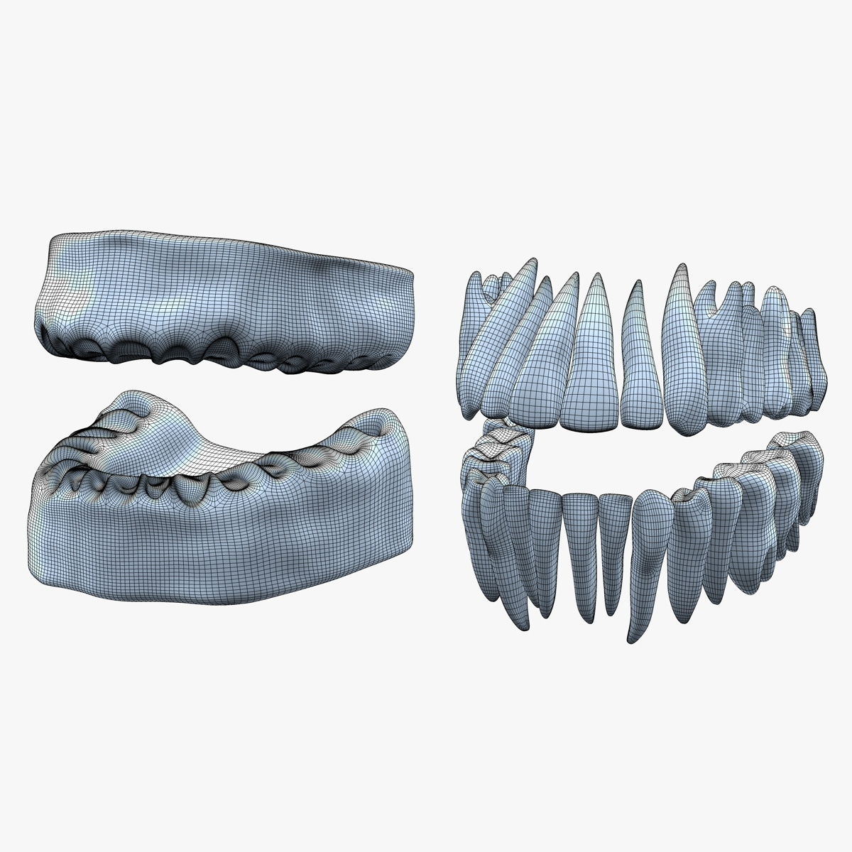 牙齒與牙齦3d模型