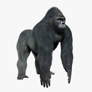 3d obj gorilla silverback