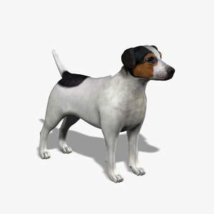 3d model jack russel terrier