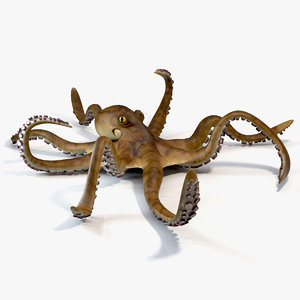 rigged giant pacific octopus 3d model