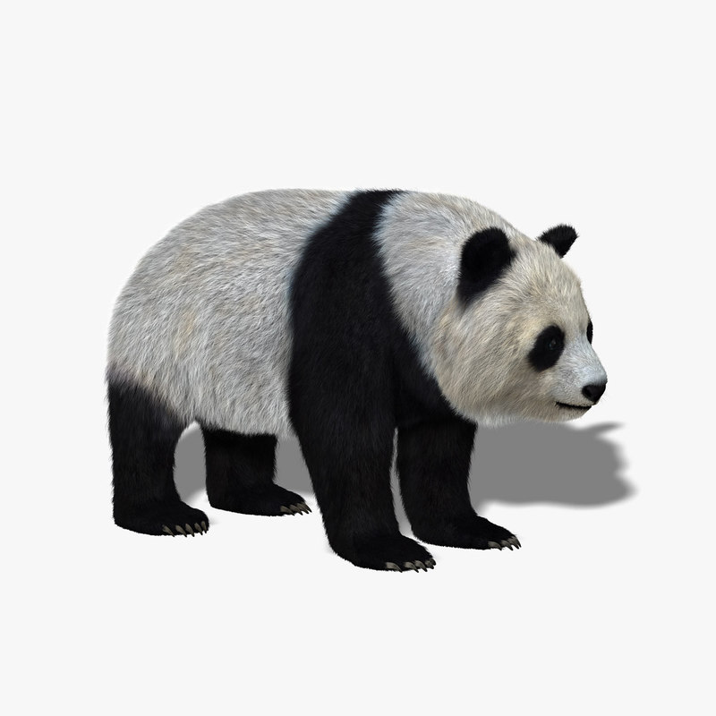 Panda model. Панда 3d. Большая Панда 3д. Панда 3д модель. Панда макет.
