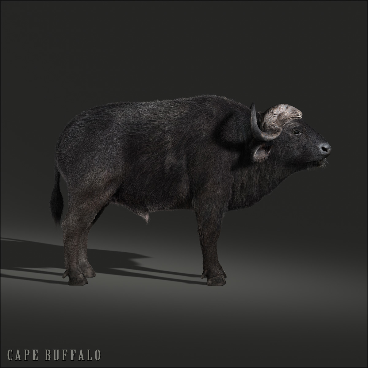 cape buffalo african fur 3d model