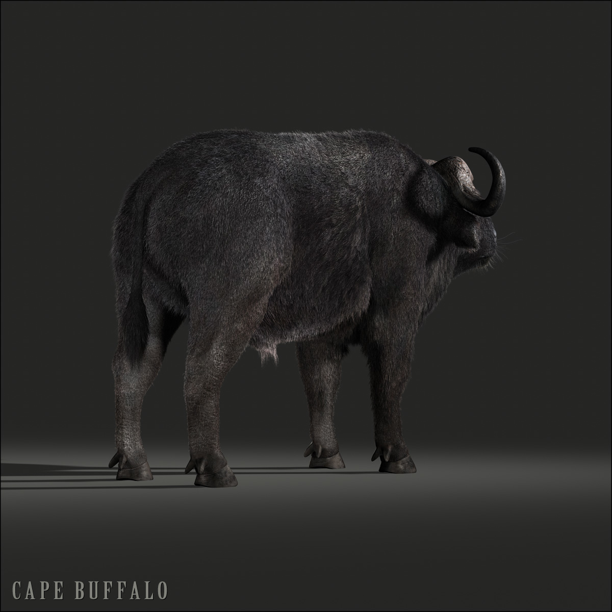 cape buffalo african fur 3d model