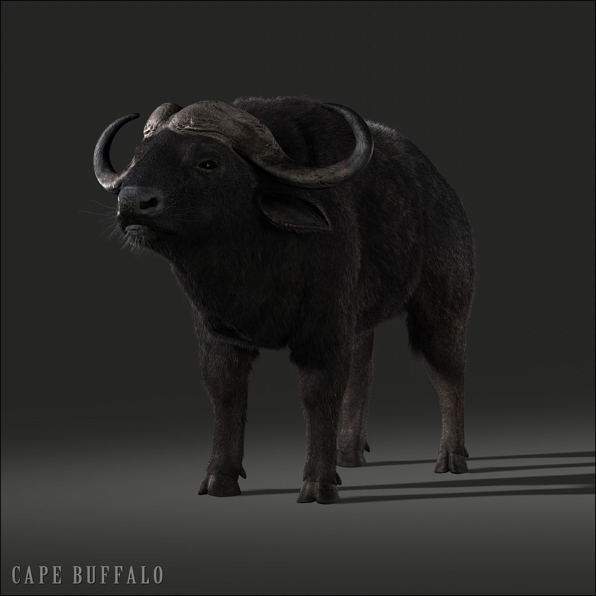 cape buffalo african fur 3d model