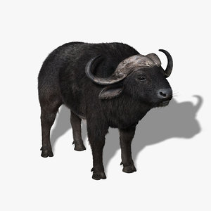 cape buffalo african fur 3d model