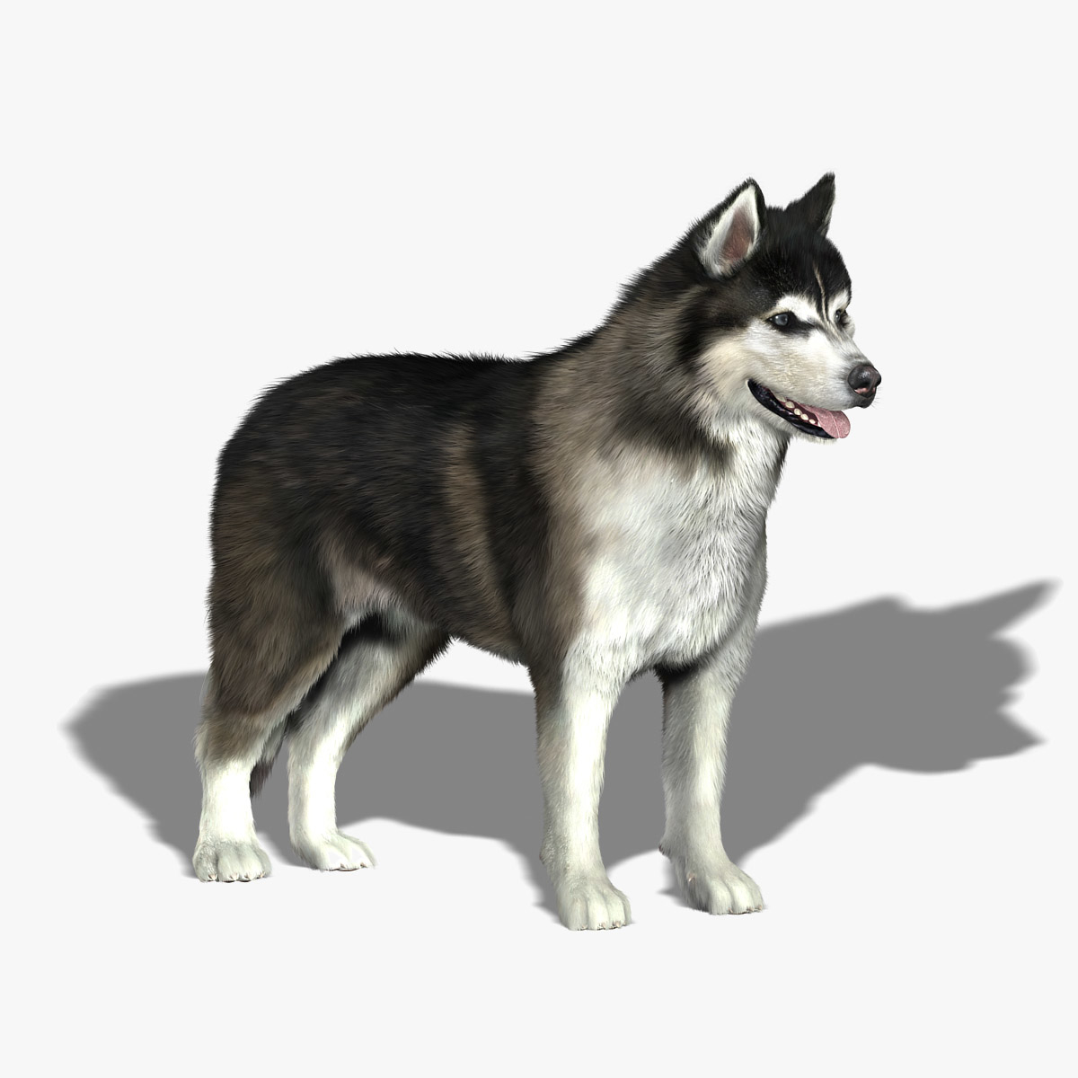 obj siberian husky fur