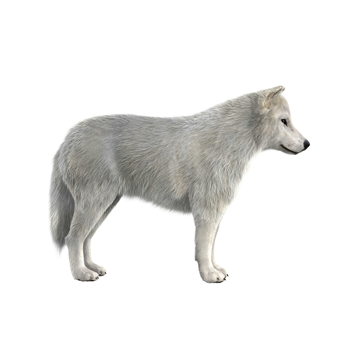 arctic wolf fur 3d model