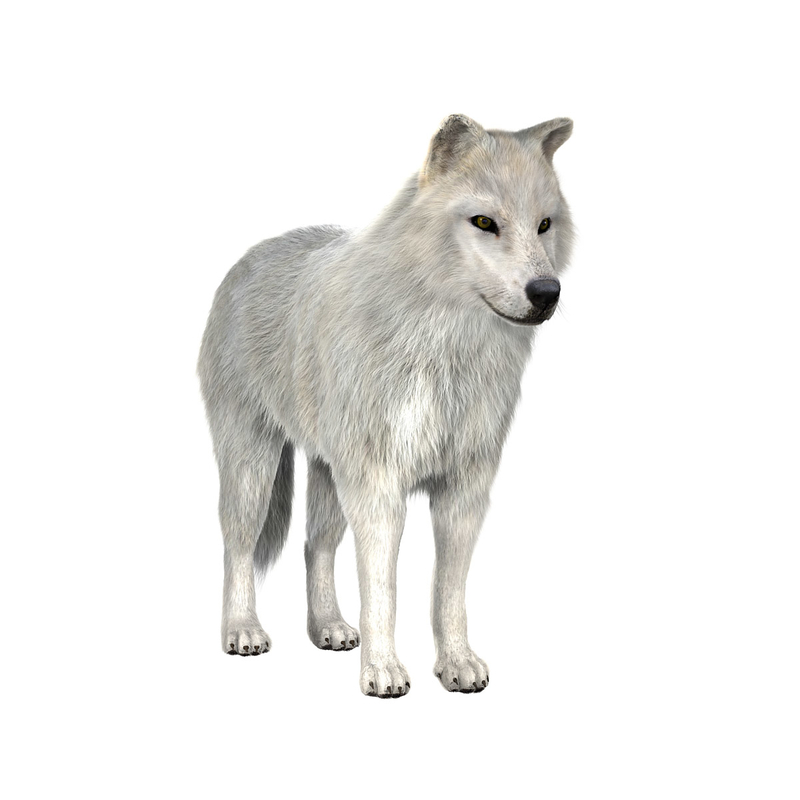 arctic wolf fur 3d model