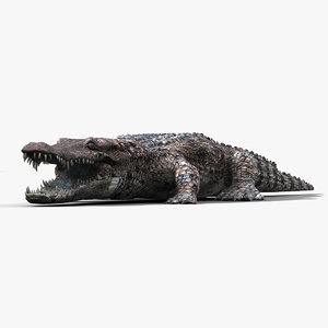 3d realistic alligator