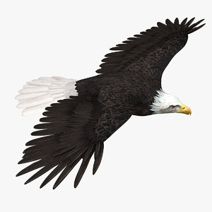 3d model of american bald eagle