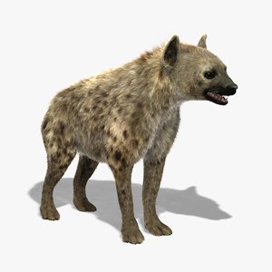 3d model of hyena shave modeled
