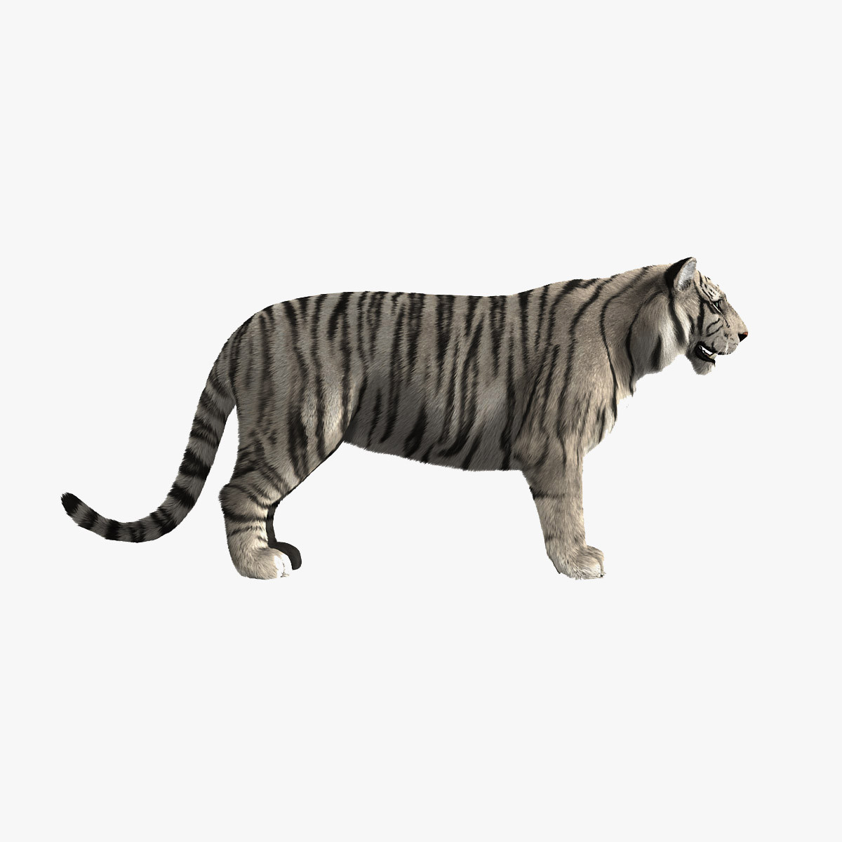 3d white tiger