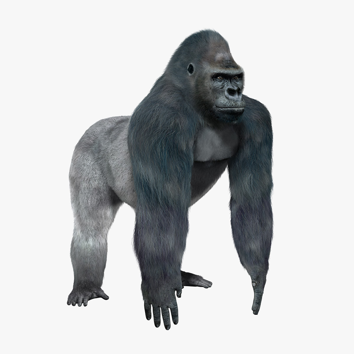 gorilla fur 3d model