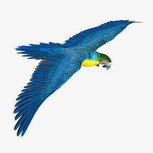 parrot blue macaw 3d model