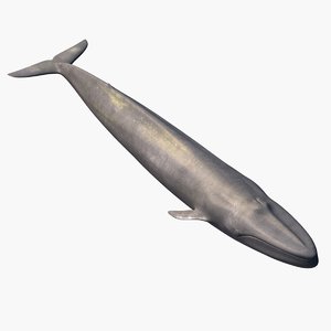 blue whale 3d model