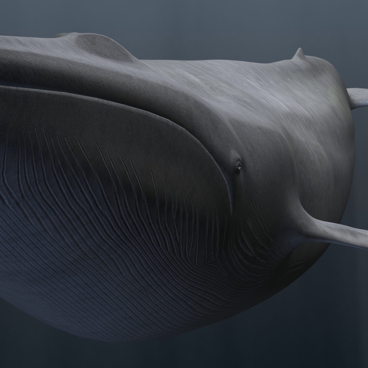 blue whale 3d model