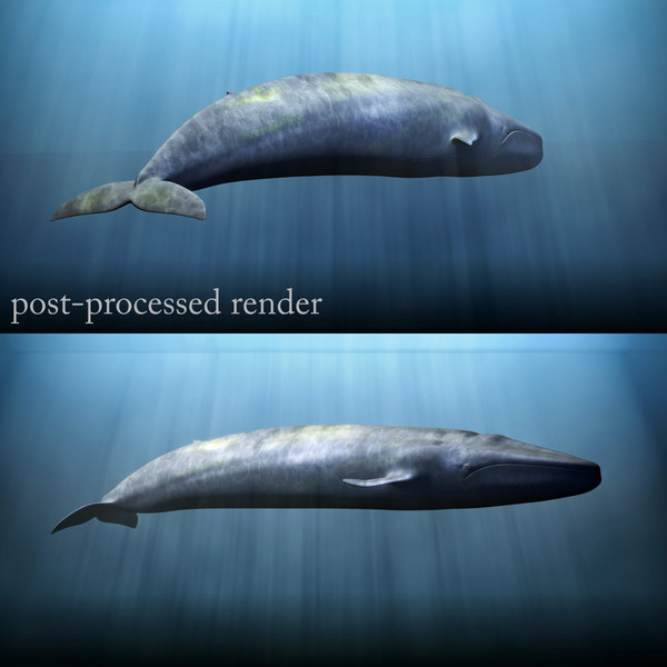 blue whale 3d model