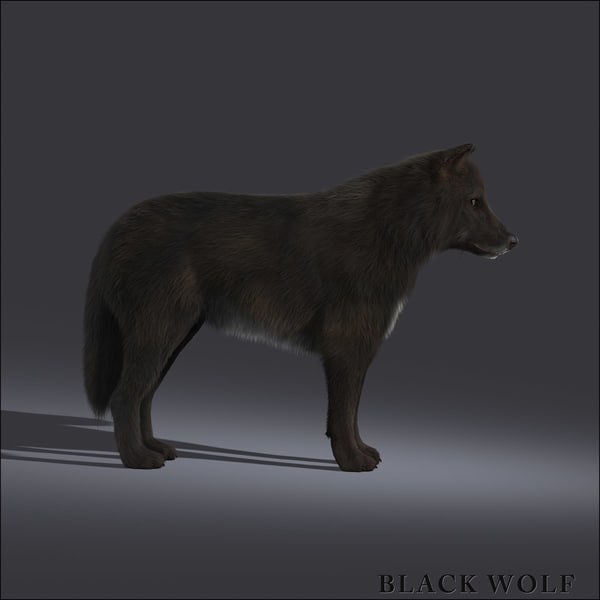 black wolf fur 3d model