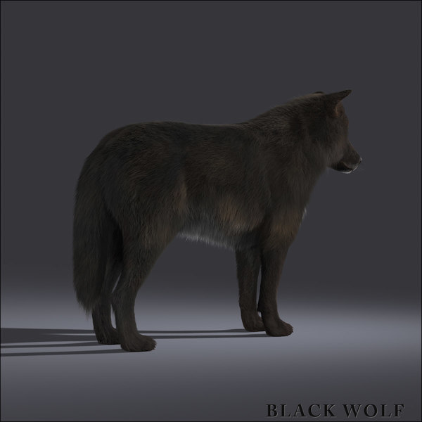 black wolf fur 3d model