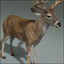 deer white 3d model