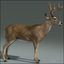 deer white 3d model