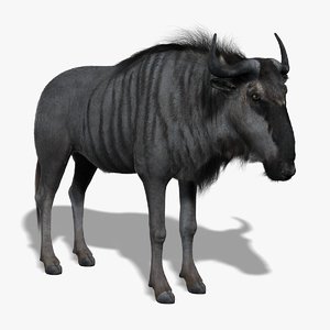 wildebeest gnu fur 3d model