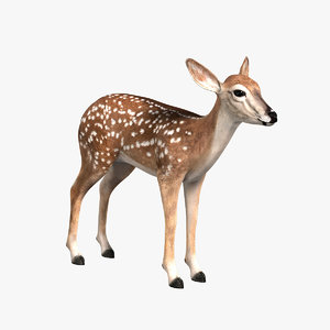 3d model fawn deer