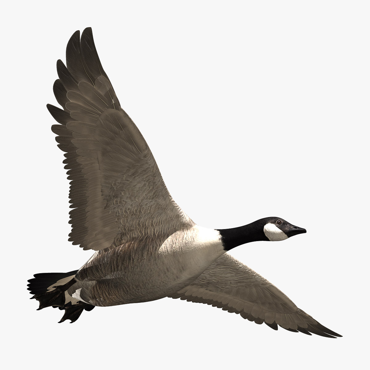 goose feathers animation  3d  model 